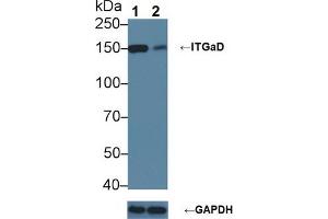 Western blot analysis of (1) Wild-type 293T cell lysate, and (2) ITGaD knockout 293T cell lysate, using Rabbit Anti-Mouse ITGaD Antibody (1 µg/ml) and HRP-conjugated Goat Anti-Mouse antibody ( (ITGAD 抗体  (AA 886-1106))
