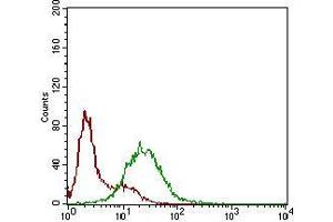 Flow cytometric analysis of Hela cells using SSTR3 mouse mAb (green) and negative control (red). (SSTR3 抗体  (AA 1-43))