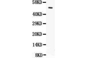 Anti- Orai1 antibody, Western blotting All lanes: Anti Orai1  at 0. (ORAI1 抗体  (C-Term))