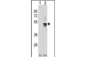 Western Blotting (WB) image for anti-Ubiquitin Specific Peptidase 14 (USP14) (AA 1-30), (N-Term) antibody (ABIN388902)