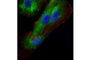 Immunofluorescent analysis of 4 % paraformaldehyde-fixed, 0. (AP1M1 抗体  (AA 205-234))