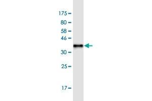 Western Blot detection against Immunogen (36. (Ferritin Mitochondrial 抗体  (AA 143-242))
