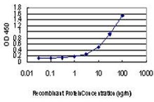 Detection limit for recombinant GST tagged L3MBTL2 is approximately 1ng/ml as a capture antibody. (L3MBTL2 抗体  (AA 642-705))