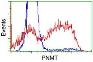 HEK293T cells transfected with either RC206586 overexpress plasmid (Red) or empty vector control plasmid (Blue) were immunostained by anti-PNMT antibody (ABIN2454534), and then analyzed by flow cytometry. (PNMT 抗体)