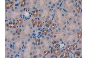 IHC-P analysis of Mouse Kidney Tissue, with DAB staining. (WISP1 抗体  (AA 216-347))
