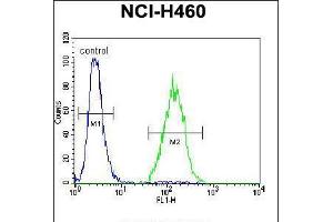 Flow cytometric analysis of NCI-H460 cells (right histogram) compared to a negative control cell (left histogram). (ARL17A 抗体  (AA 102-130))