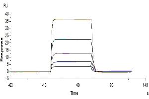 Surface Plasmon Resonance (SPR) image for CD226 (CD226) (AA 19-247) protein (His-Avi Tag,Biotin) (ABIN7274456)