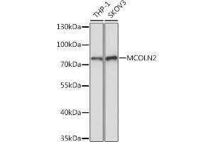 Western blot analysis of extracts of various cell lines, using MCOLN2 Rabbit pAb (ABIN7268695) at 1:1000 dilution. (Mucolipin 2 (MCOLN2) 抗体)