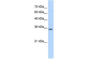anti-Ras Association (RalGDS/AF-6) Domain Family (N-terminal) Member 7 (RASSF7) (Middle Region) antibody