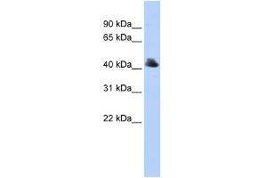 WB Suggested Anti-FBXO4 Antibody Titration:  0. (FBXO4 抗体  (Middle Region))