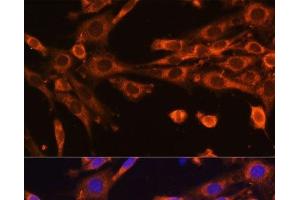 Immunofluorescence analysis of NIH-3T3 cells using SUPV3L1 Polyclonal Antibody at dilution of 1:100 (40x lens). (SUPV3L1 抗体)