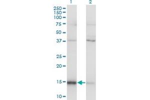 Western Blot analysis of MAGOH expression in transfected 293T cell line by MAGOH monoclonal antibody (M01), clone 6E11. (MAGOH 抗体  (AA 1-110))