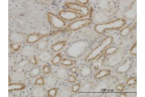 Immunostaining (ISt) image for anti-ATP Synthase, H+ Transporting, Mitochondrial F1 Complex, epsilon Subunit (ATP5E) (AA 1-51) antibody (ABIN560001)