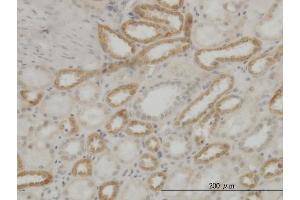 Immunoperoxidase of monoclonal antibody to ATP5E on formalin-fixed paraffin-embedded human kidney.