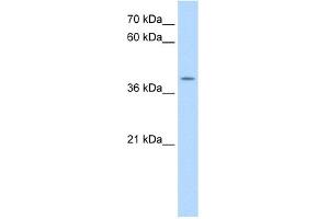 WB Suggested Anti-APOBEC3B Antibody Titration:  0.