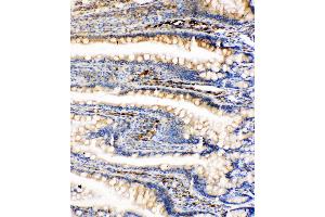 Anti-GRP78 BiP antibody, IHC(P) IHC(P): Rat Intestine Tissue