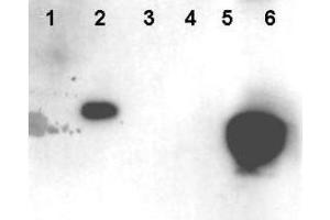 Western blot using  Affinity Purified anti-HMNG antibody shows detection of phosphorylated HMGN1 and HMGN2. (HMGN1 抗体  (pSer20, pSer24))