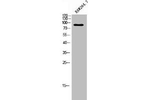 Western Blot analysis of RAW264. (ADGRF4 (C-Term) 抗体)
