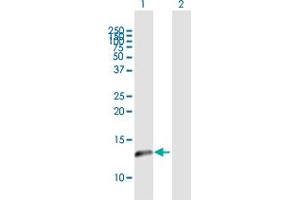 Western Blot analysis of NDUFA5 expression in transfected 293T cell line by NDUFA5 MaxPab polyclonal antibody. (NDUFA5 抗体  (AA 1-116))
