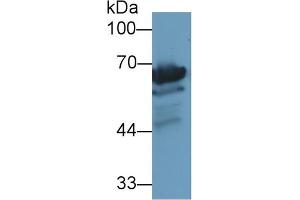 Western Blotting (WB) image for anti-Heat Shock 70kDa Protein 1-Like (HSPA1L) (AA 1-641) antibody (ABIN7436975)