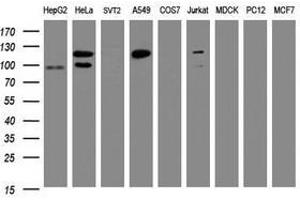 Image no. 2 for anti-Splicing Factor 3a, Subunit 1 (SF3A1) (AA 249-568) antibody (ABIN1491271) (SF3A1 抗体  (AA 249-568))
