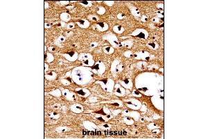NUMBL Antibody (C-term) ((ABIN658002 and ABIN2846946))immunohistochemistry analysis in formalin fixed and paraffin embedded human brain tissue followed by peroxidase conjugation of the secondary antibody and DAB staining. (NUMBL 抗体  (C-Term))