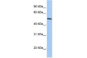 WB Suggested Anti-KLF11 Antibody Titration:  0. (KLF11 抗体  (C-Term))