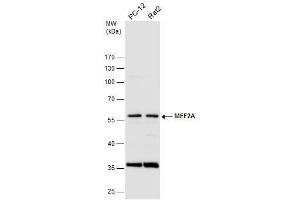 WB Image Various whole cell extracts (30 μg) were separated by 10% SDS-PAGE, and the membrane was blotted with MEF2A antibody [C2C3], C-term , diluted at 1:500. (MEF2A 抗体  (C-Term))