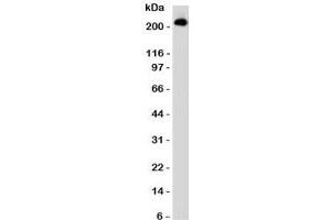 Western blot testing of CD45RB antibody and Daudilysate . (CD45RB 抗体)