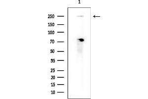 anti-Gon-4-Like (GON4L) (N-Term) antibody