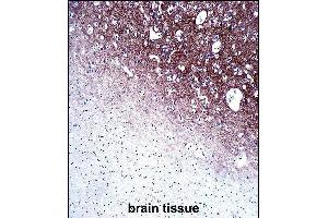 SYP Antibody (C-term) immunohistochemistry analysis in formalin fixed and paraffin embedded human brain tissue followed by peroxidase conjugation of the secondary antibody and DAB staining. (Synaptophysin 抗体  (C-Term))