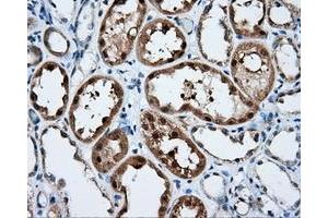Immunohistochemical staining of paraffin-embedded liver tissue using anti-SIL1 mouse monoclonal antibody. (SIL1 抗体)