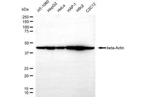 Western blotting analysis using beta-actin antibody (ABIN7797469).
