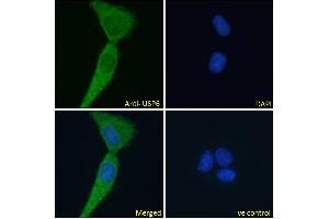 ABIN1019674 Immunofluorescence analysis of paraformaldehyde fixed U2OS cells, permeabilized with 0. (USP6 抗体  (AA 142-155))