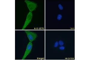 ABIN1019674 Immunofluorescence analysis of paraformaldehyde fixed U2OS cells, permeabilized with 0.