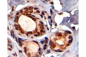 ABIN184913 (4 µg/mL) staining of paraffin embedded Human Breast. (KAP1 抗体  (C-Term))