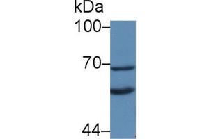 Klotho antibody  (AA 517-956)