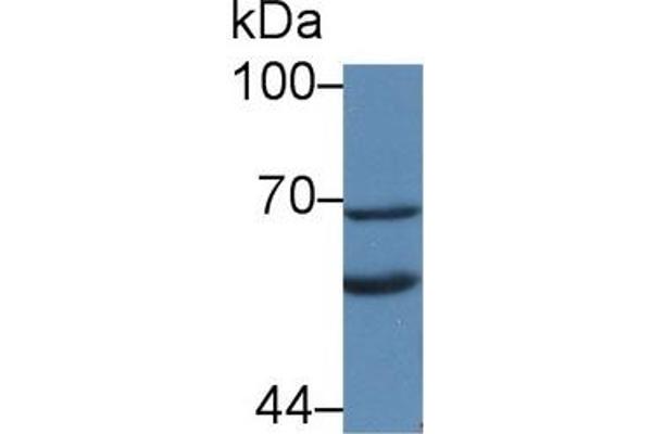 Klotho antibody  (AA 517-956)