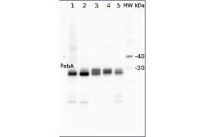 Image no. 1 for anti-D1 Protein of PSII, (PsbA) (C-Term) antibody (ABIN2559394) (D1 Protein of PSII, (PsbA) (C-Term) 抗体)