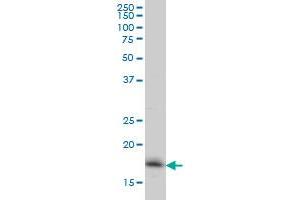Western Blotting (WB) image for anti-Ring Finger Protein 181 (RNF181) (AA 90-153) antibody (ABIN565569)