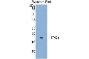 Western Blotting (WB) image for anti-Activin Receptor Type I (ACRV1) (AA 208-340) antibody (ABIN1174011) (ACVR1 抗体  (AA 208-340))
