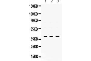 Anti- POLB Picoband antibody, Western blottingAll lanes: Anti POLB  at 0.
