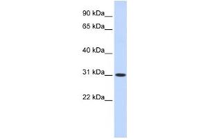 Western Blotting (WB) image for anti-Cytochrome B5 Domain Containing 2 (CYB5D2) antibody (ABIN2459562) (CYB5D2 抗体)