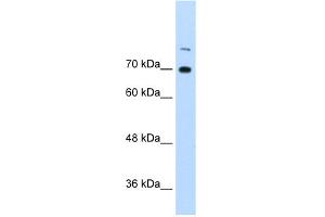WB Suggested Anti-ILF3 Antibody Titration:  0. (Interleukin enhancer-binding factor 3 (ILF3) (N-Term) 抗体)