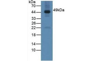 Detection of GAL3ST1 in Mouse Testis Tissue using Polyclonal Antibody to Galactose-3-O-Sulfotransferase 1 (GAL3ST1)
