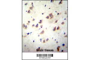 GRIN3B Antibody immunohistochemistry analysis in formalin fixed and paraffin embedded human brain tissue followed by peroxidase conjugation of the secondary antibody and DAB staining.