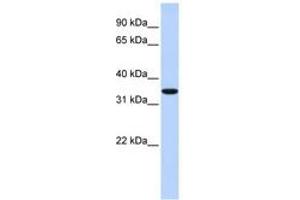 MARCH1 antibody  (AA 36-85)