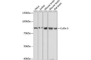 Western blot analysis of extracts of various cell lines, using Cullin 3 antibody (ABIN7266543) at 1:1000 dilution. (Cullin 3 抗体)