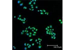 Immunofluorescent analysis (confocal) staining of HeLa cells using MEK1 pAb (green), nuclei are stained in blue pseudocolor using DRAQ5. (MEK1 抗体  (N-Term))