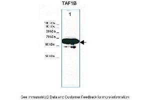 Lanes:   30ug NIH3T3 cell lysate  Primary Antibody Dilution:   1:1000  Secondary Antibody:   Anti-rabbit HRP  Secondary Antibody Dilution:   1:5000  Gene Name:   TAF1B  Submitted by:   Thomas Moss (TAF1B 抗体  (C-Term))